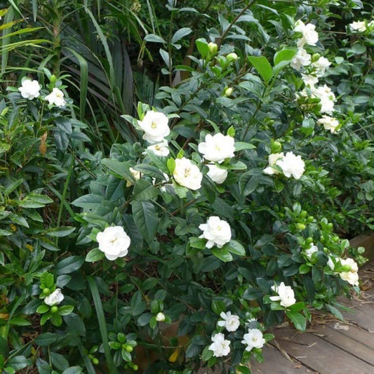Gardenia jasminoides potted plant