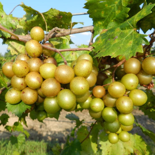 Sterling muscadine grape cluster close up