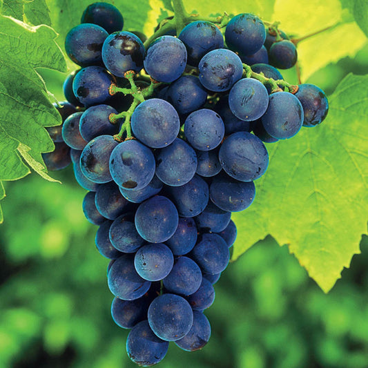 Concord Grape Vine foliage and branching