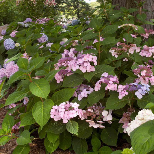Twist N Shout Hydrangea foliage and flower details