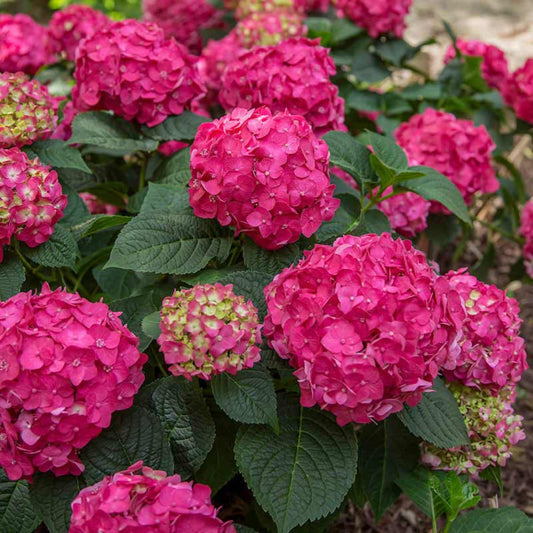 Garden border planted with Summer Crush Hydrangea