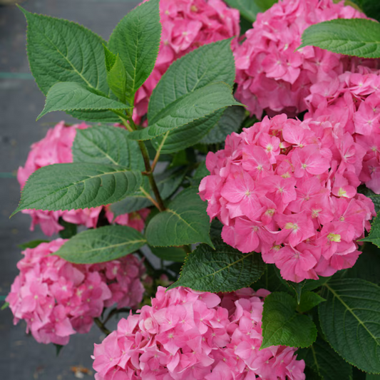 Let's Dance Arriba Hydrangea in Full Summer Bloom