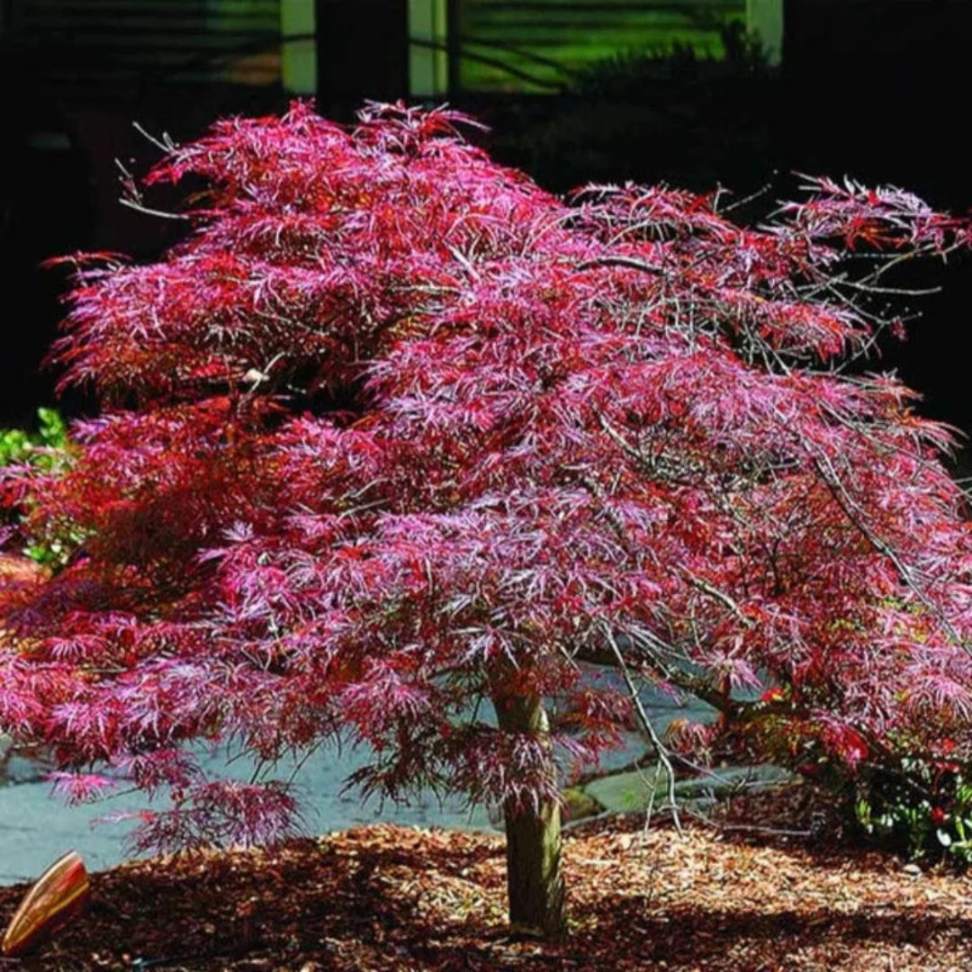 Inaba Shidare Japanese Maple Tree Red Foliage