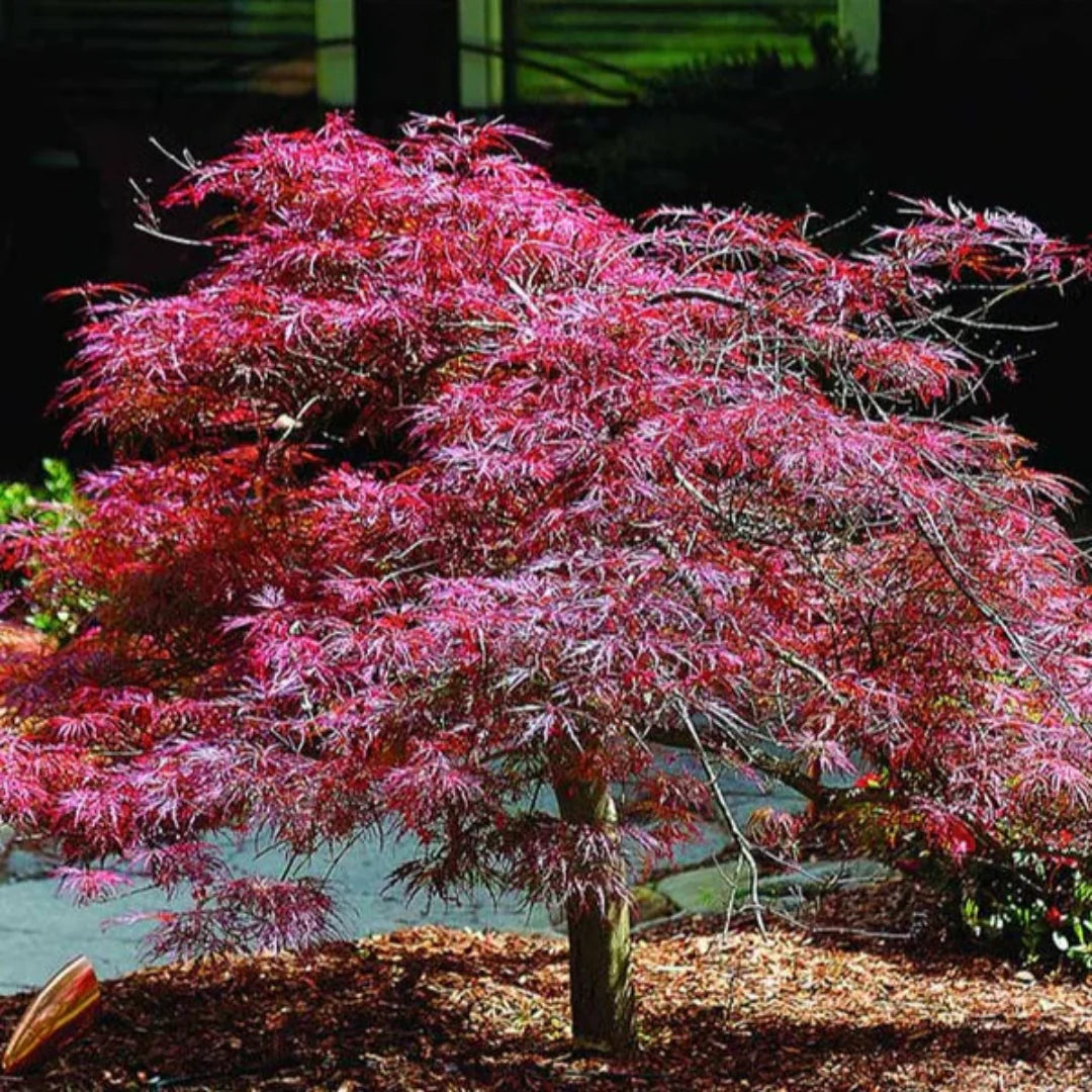 Inaba Shidare Japanese Maple Size and Shape