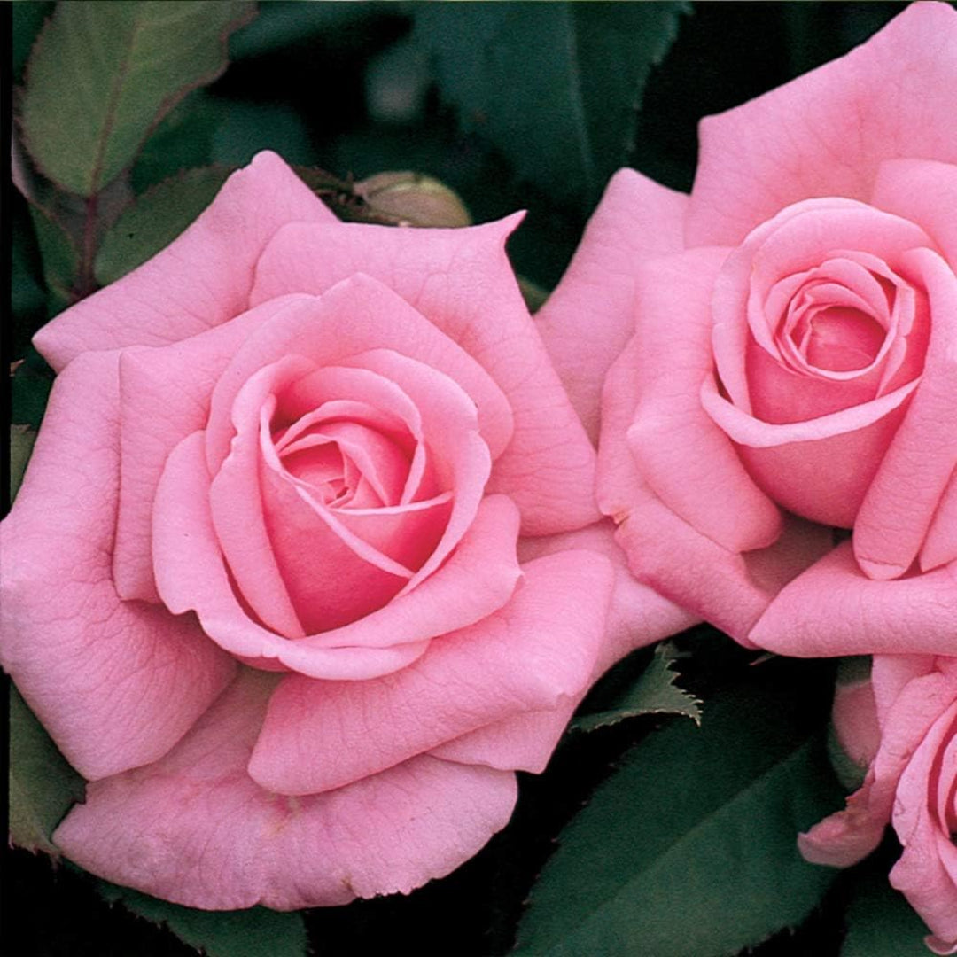 Belinda’s Dream Rose bush showcasing vibrant pink double blooms in full season.