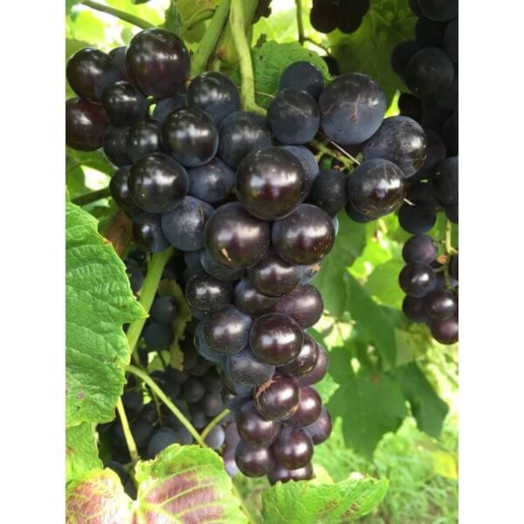 Mars Black Seedless Grapes in close detail showing dark blue fruit on the vine