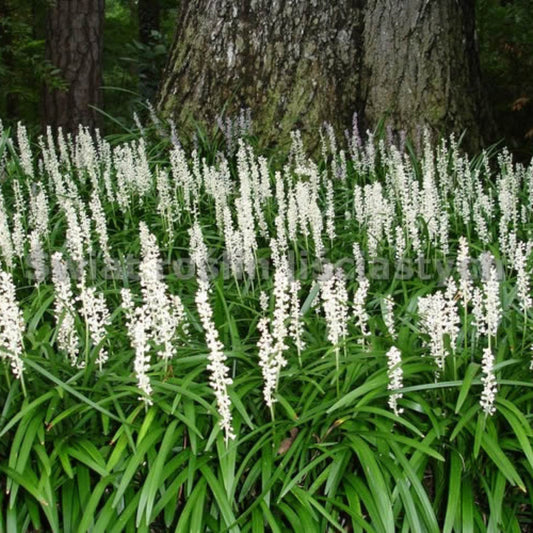 White liriope groundcover plant in landscape border