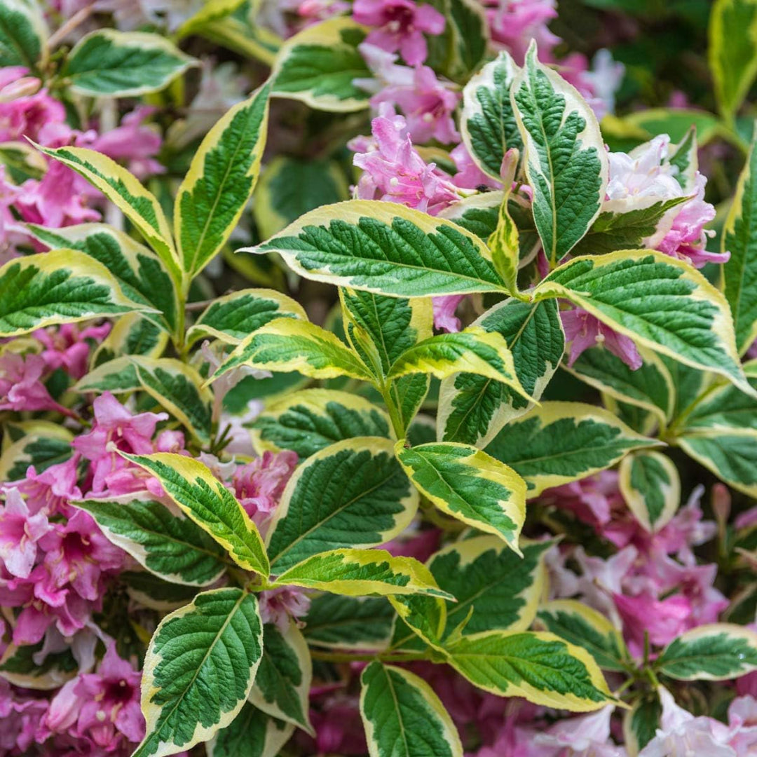 Variegated weigela shrub in full bloom with bright pink flowers