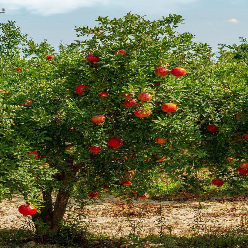 Backyard shot of a flourishing Eversweet Pomegranate Tree