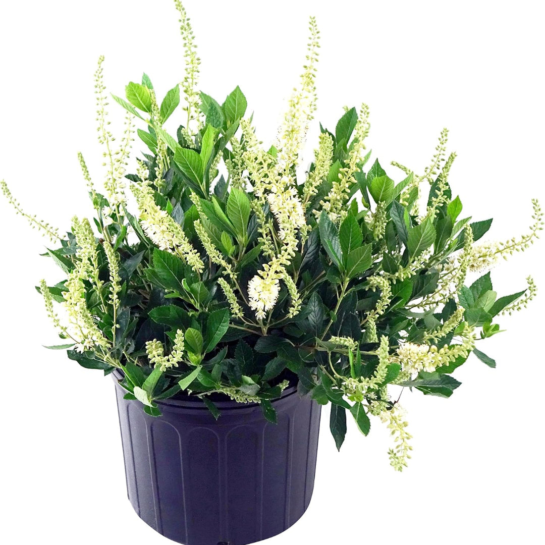 Clethra alnifolia Hummingbird compact flowering shrub plant