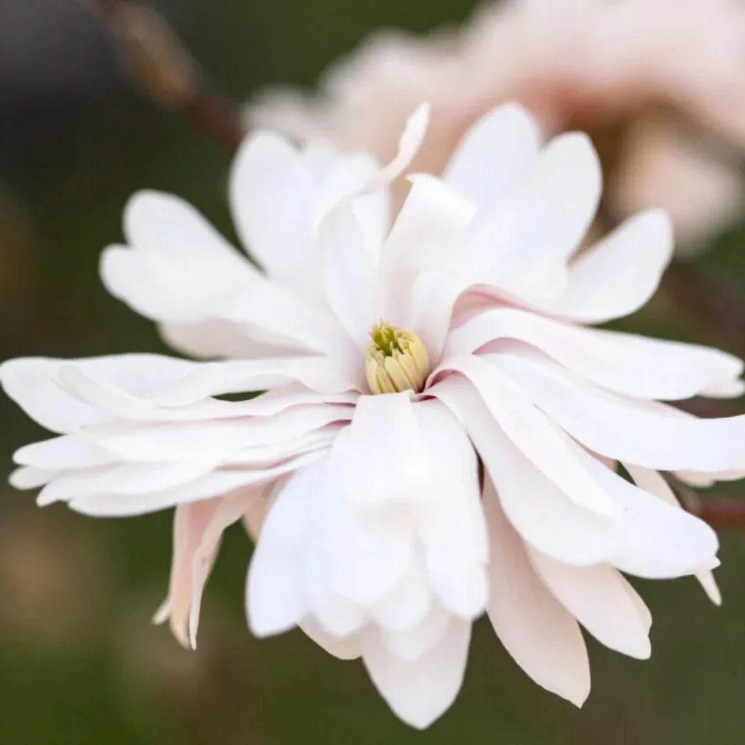 Centennial blush magnolia star-shaped white flowers close-up view