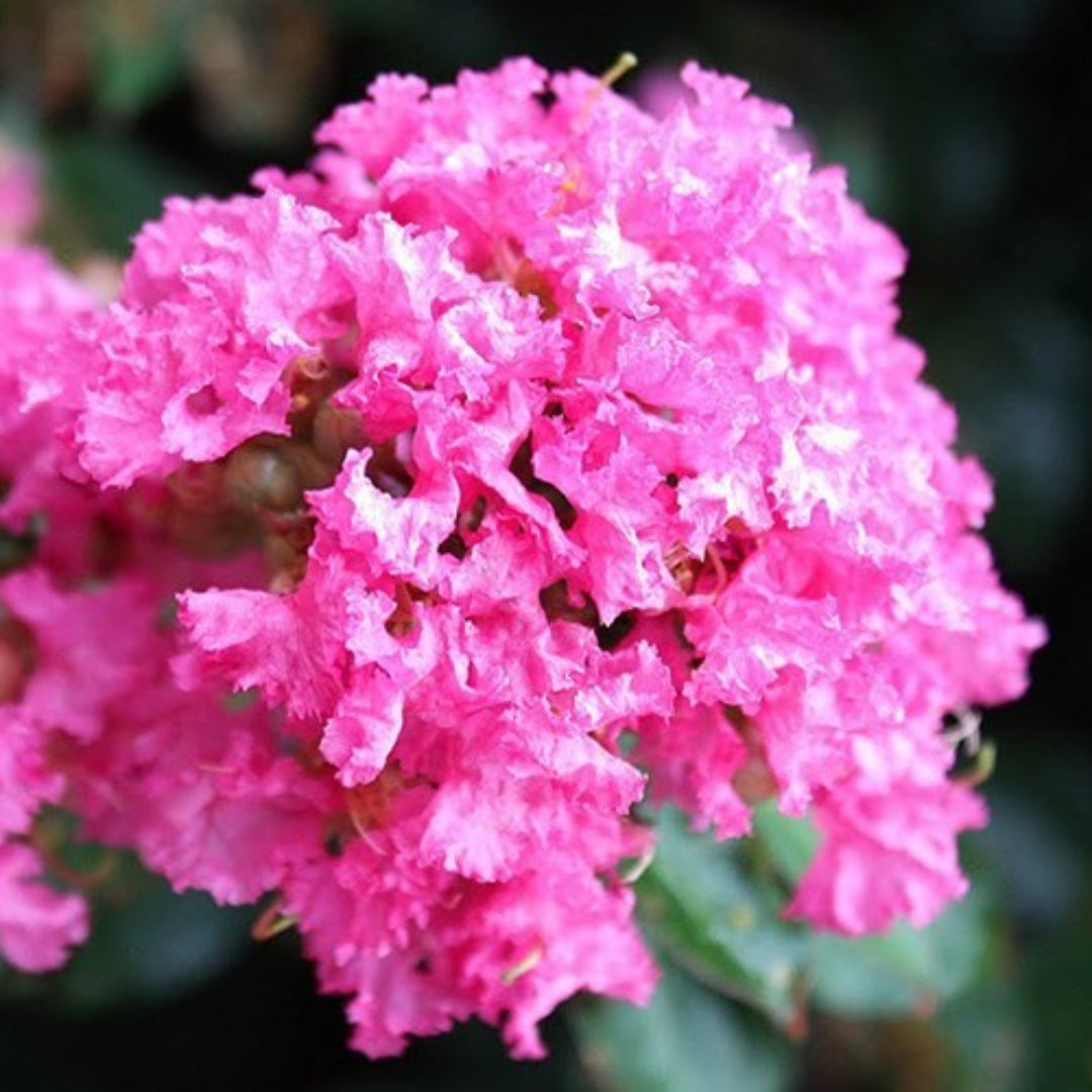 Pocomoke dwarf crape myrtle covered in deep pink flowers