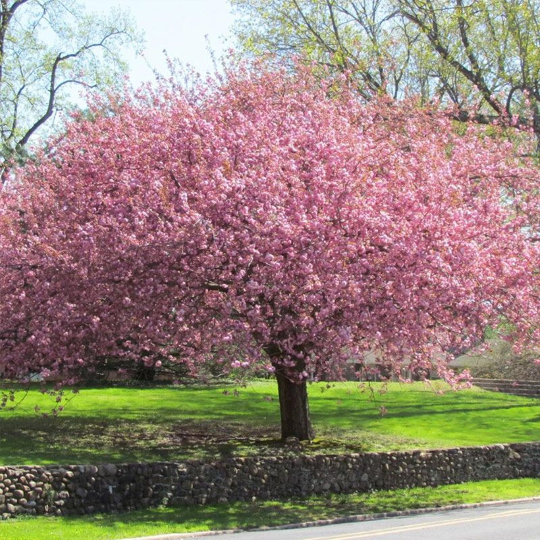Okame Cherry Tree planted in a garden with vibrant pink blooms