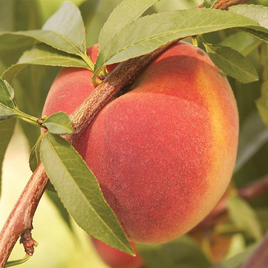 Contender Peach Tree – Cold Hardy, Self-Fruitful | Live Fruit Tree | Zones 4–8 live plant for landscaping and home gardens