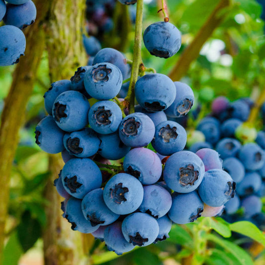 Reka Blueberry Bush Close-Up with Healthy Leaves