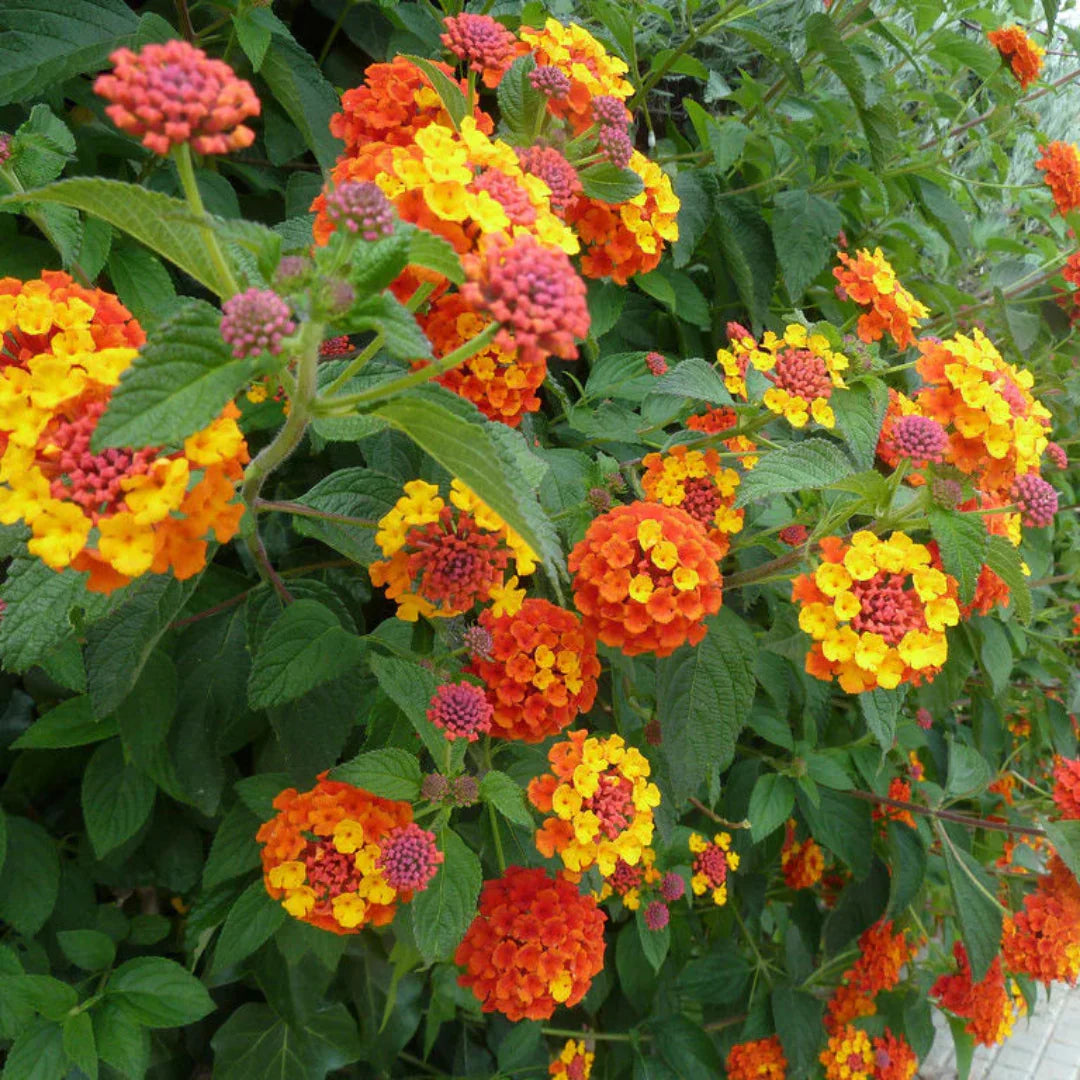 Closeup of Miss Huff Lantana showing multicolor blooms and green foliage