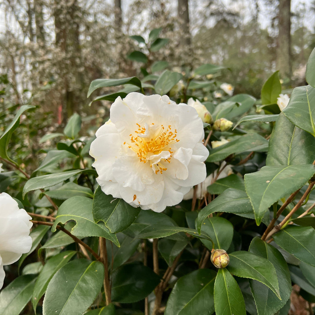 Camellia 'Victory'-Showy White Blooms