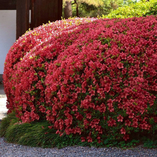 Girard'S Crimson' Azalea – evergreen shrub