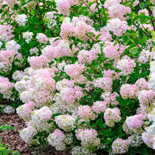 Strawberry Sundae Hydrangea in Summer Bloom