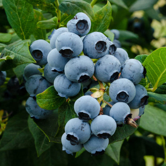 Close-up of Duke blueberries showing firm blue fruit clusters