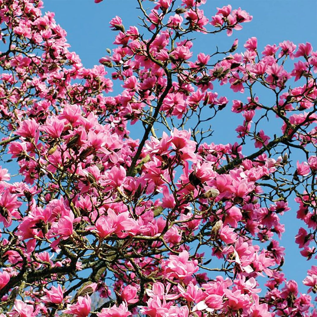 Purple Saucer Magnolia blooms emerging from buds on a young flowering shrub