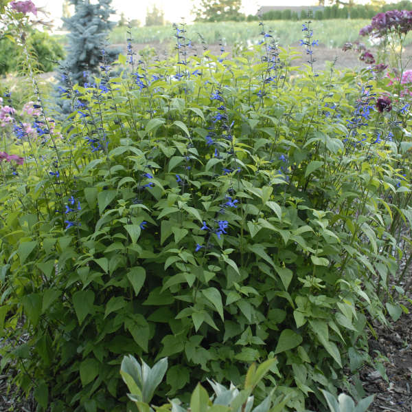 Black & Blue' Blue Anise Sage Perennial Sage
