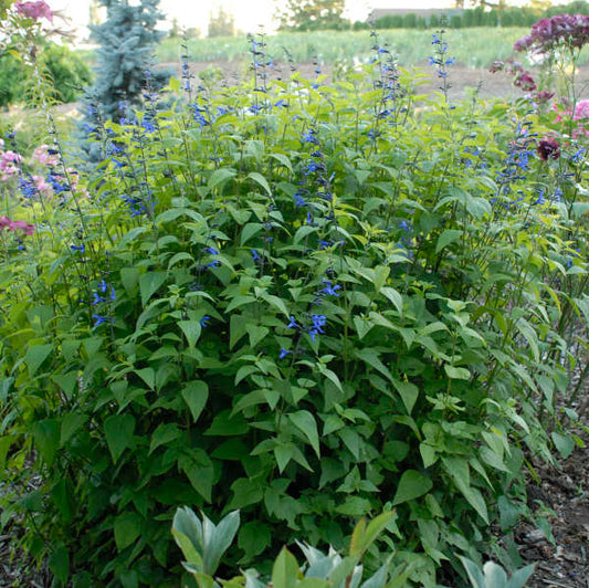 Black & Blue' Blue Anise Sage Perennial Sage