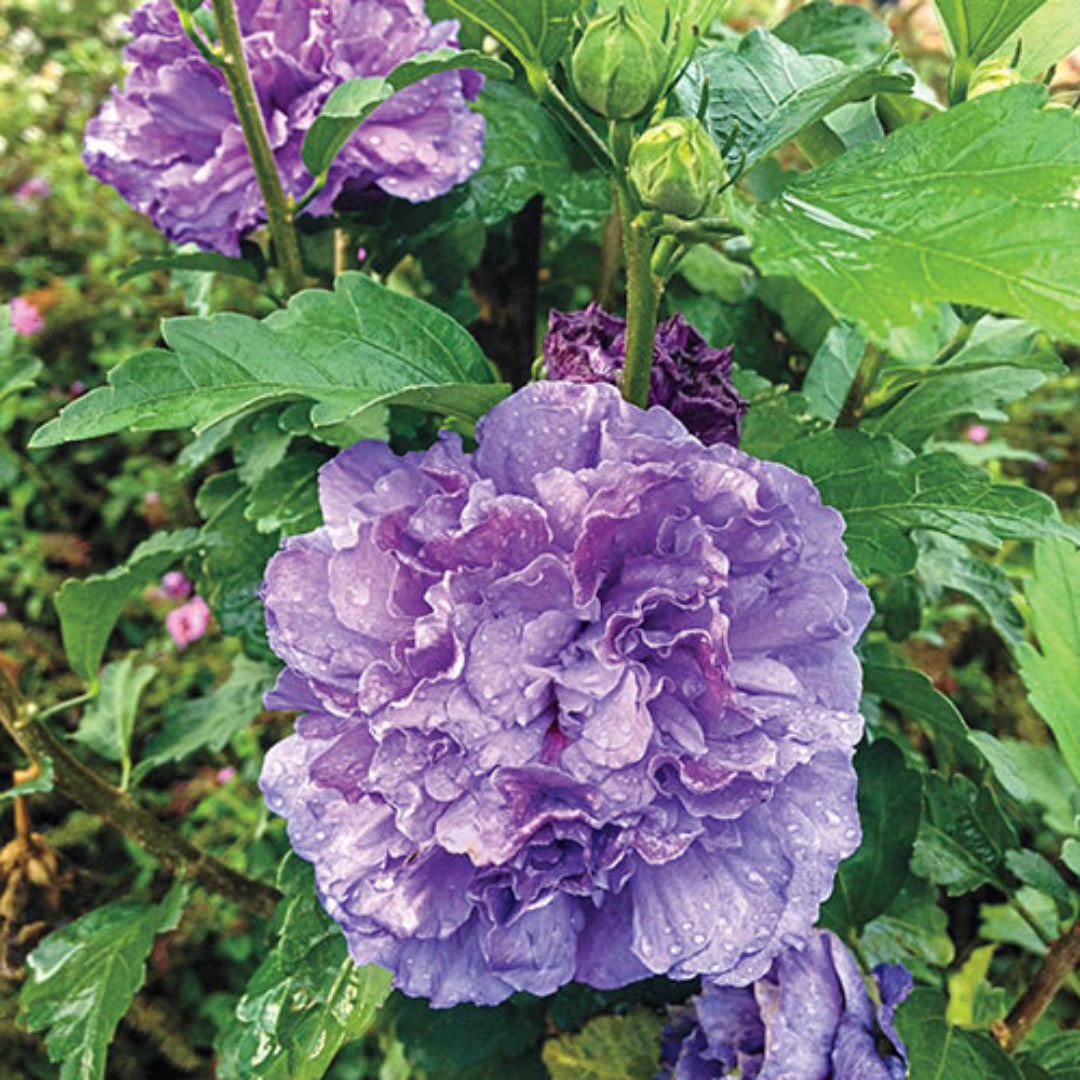 Hibiscus Blueberry Smoothie plant with large blue purple double flowers