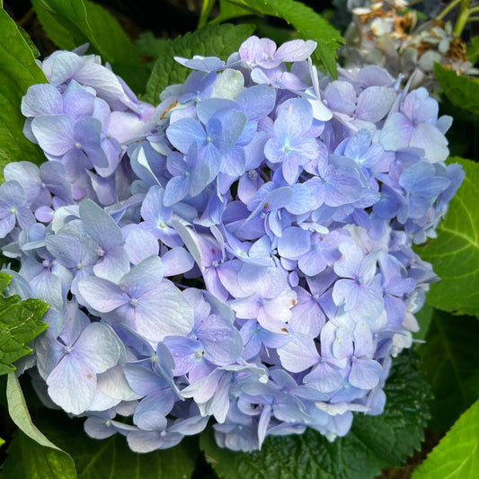 Endless Summer Hydrangea – Original Reblooming Hydrangea | Zones 4–9 live plant for landscaping and home gardens