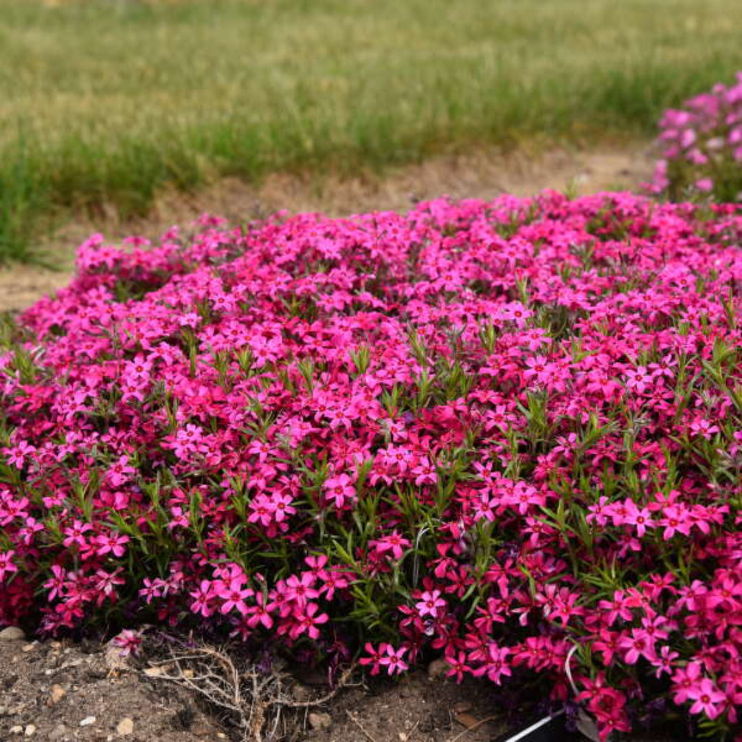 Phlox Subulata Red Wing blooms