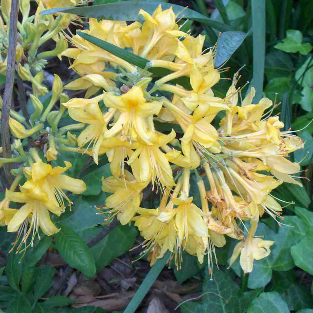 Rhododendron ' Admiral Semmes' Native Azalea