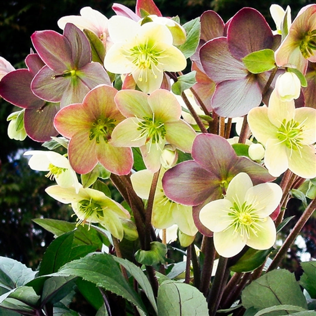 Winter Magic Candy Love lenten rose with pink winter flowers