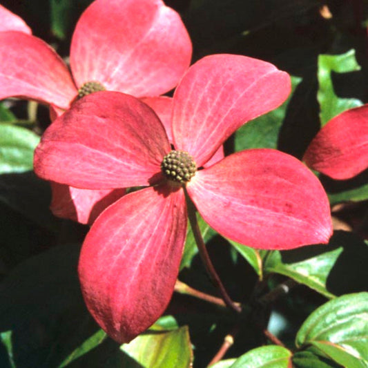 Young Pink Kousa Dogwood tree for landscape