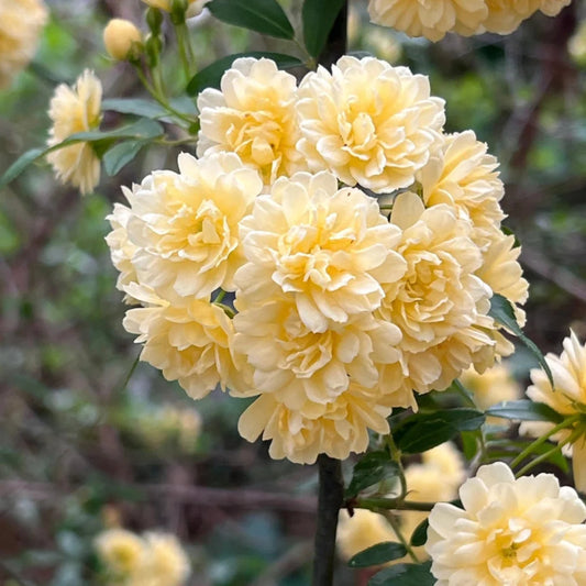 Yellow Lady Banks Rose flowers covering climbing branches