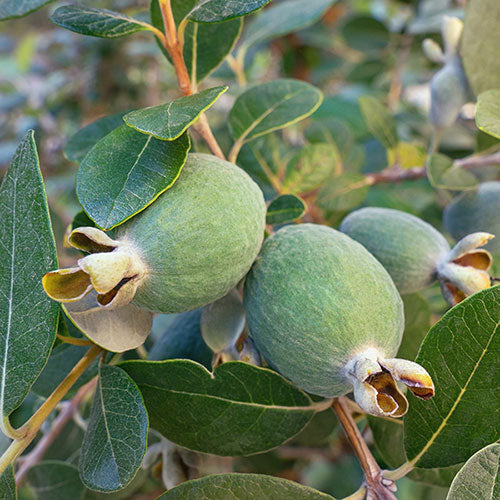 Pineapple Guava – fruit tree