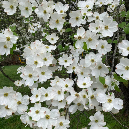 Appalachian Joy Dogwood tree in full bloom