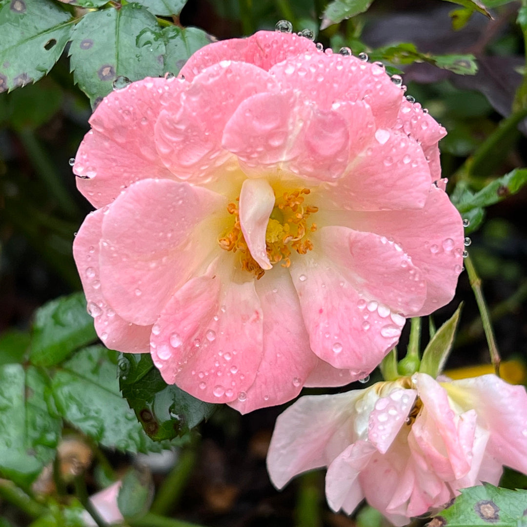 Peach Drift Rose spreading low with soft peach blooms