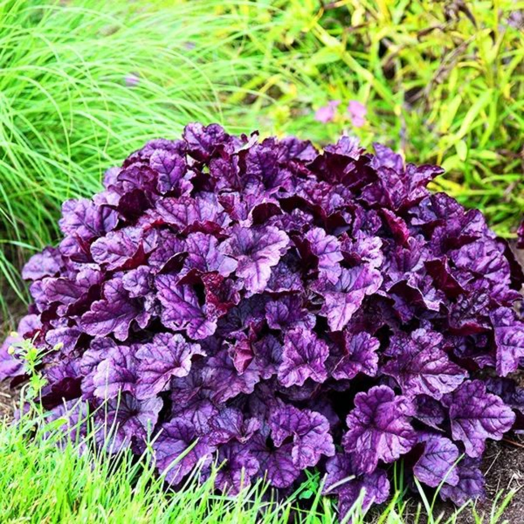 Heuchera Dolce® 'Wildberry' Coral Bells