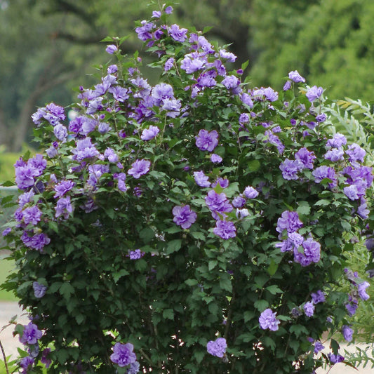 Hibiscus Blueberry Smoothie blooming shrub in outdoor garden setting