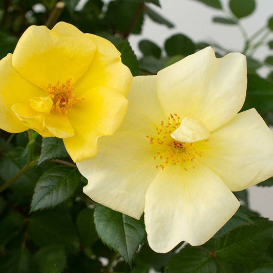 Fresh yellow petals open on Easy Bee-zy Knock Out Rose