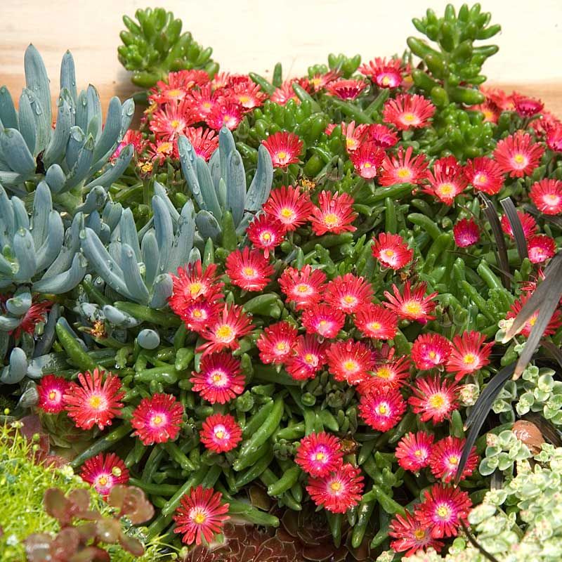Delosperma Dyeri 'Psdold' Red Mountain Iceplant