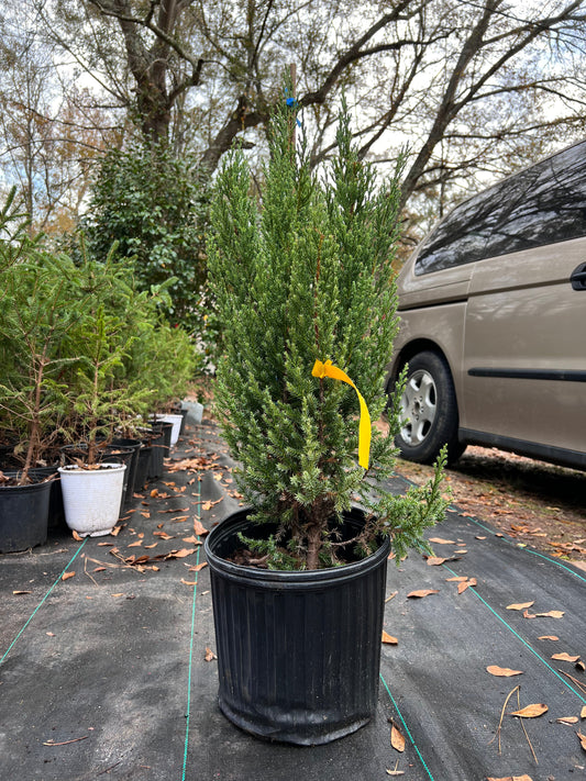 Cold hardy Blue Point Juniper outdoor landscape plant