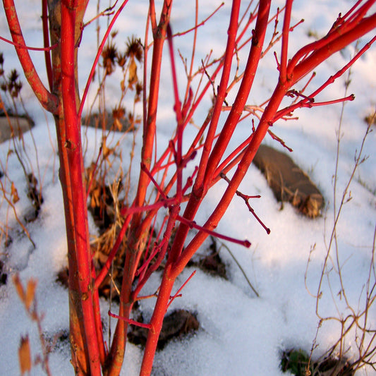 Red Twig Dogwood Shrub with bright red stems in winter
