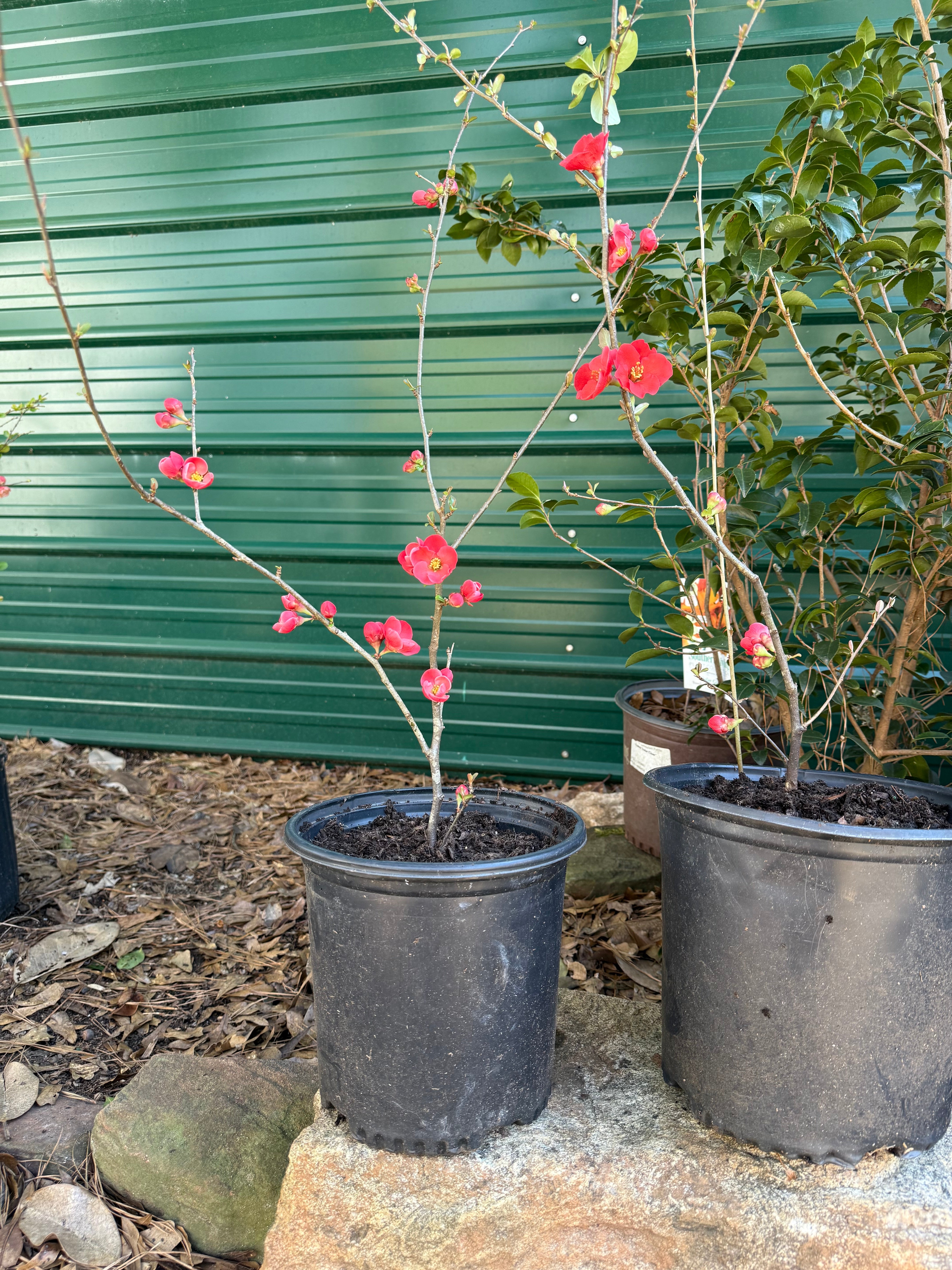 Chaenomeles Spitfire flowering quince blooming in early spring