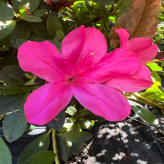 Encore Azalea Autumn Sangria flowering shrub in garden landscape