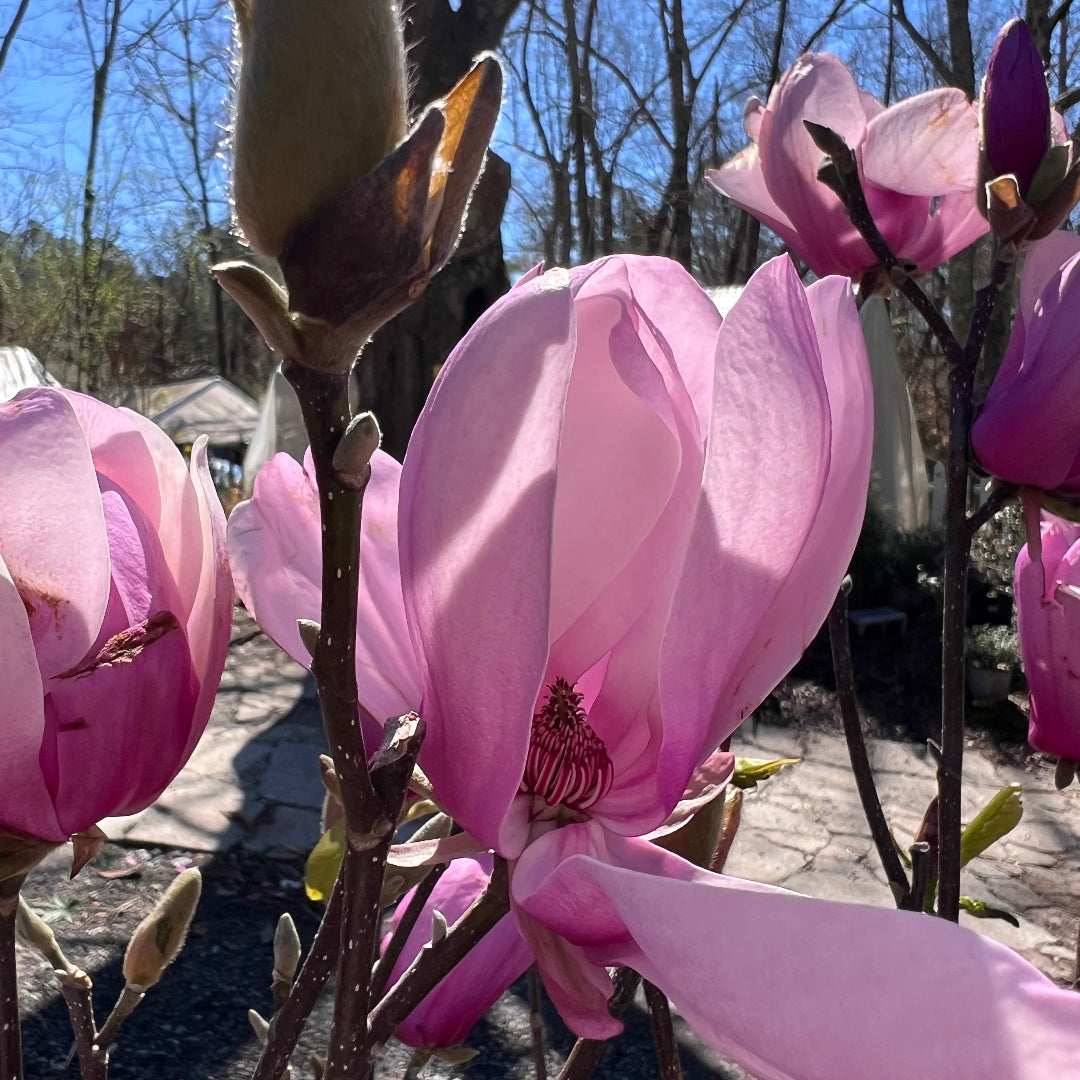 Close-Up of Jane Magnolia Blossoms on Branches