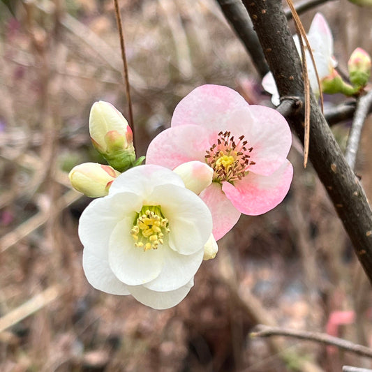 Toyo Nishiki Flowering Quince – Tri-Color Blooms | Live Shrub | Zones 5–9 live plant for landscaping and home gardens