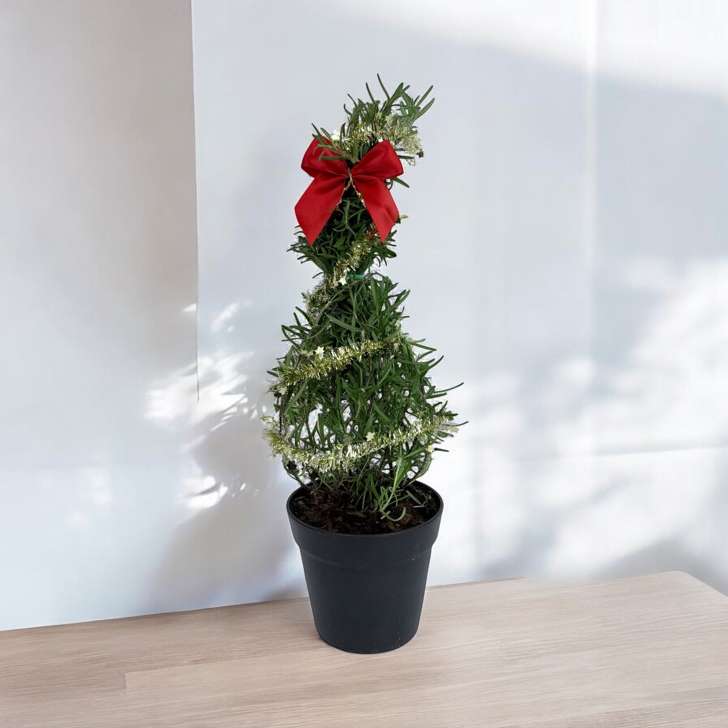 Athens Blue Rosemary live evergreen shrub in nursery pot