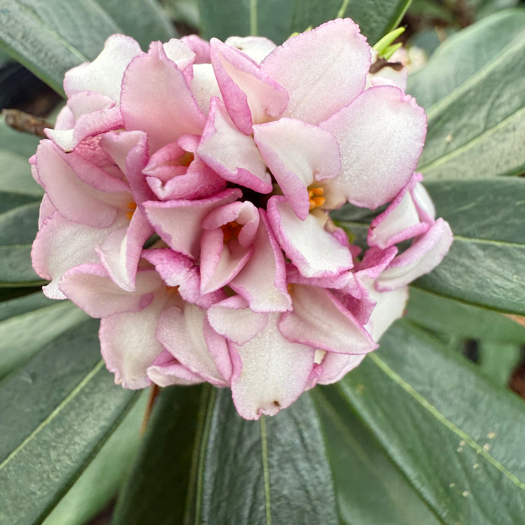 Evergreen Daphne shrub with glossy leaves