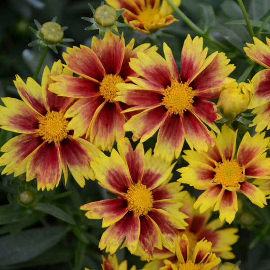 1 Gallon Pot: Coreopsis L'Il Banga 'Enchanted Eve' Pp27857. Tickseed. Broad Yet Compact Mound of Attractive, Medium Green Foliage